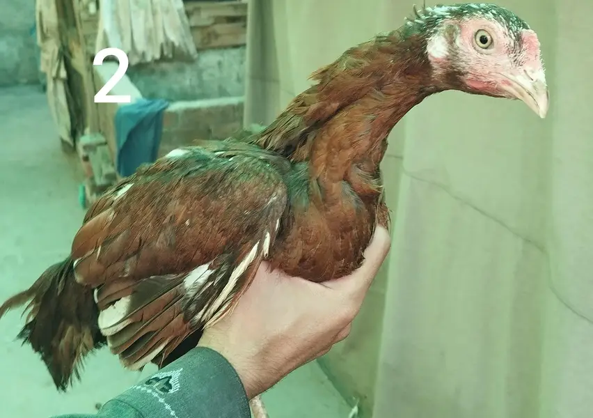 Aseel hens — photo 4