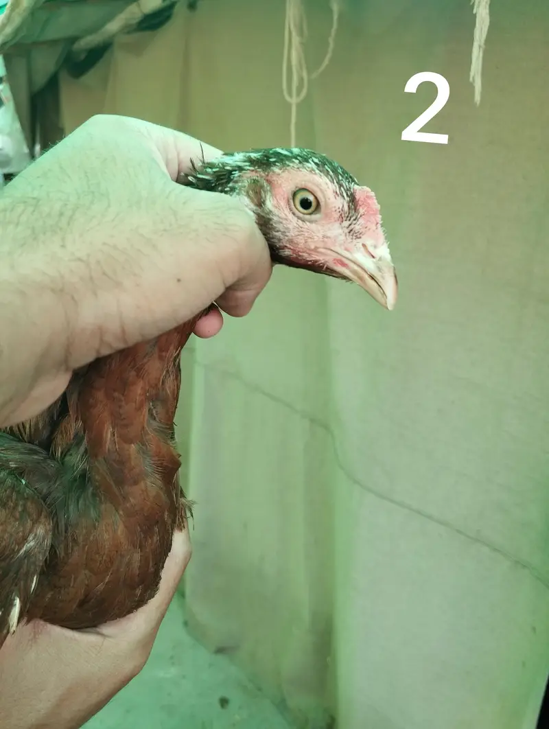 Aseel hens — photo 5