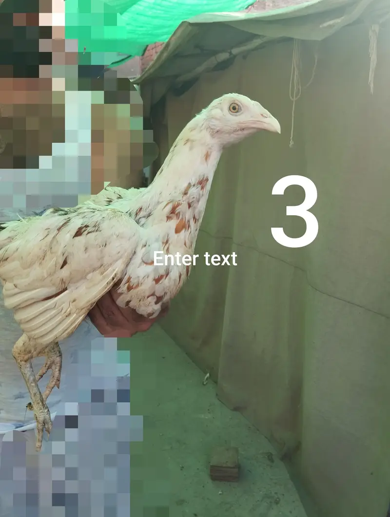 Aseel hens — photo 6