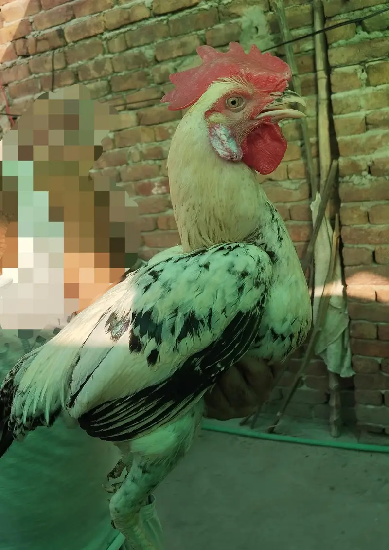 Aseel hens — photo 7