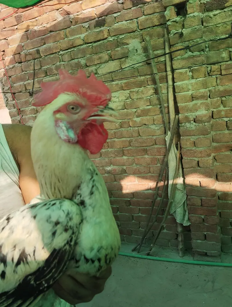 Aseel hens — photo 8