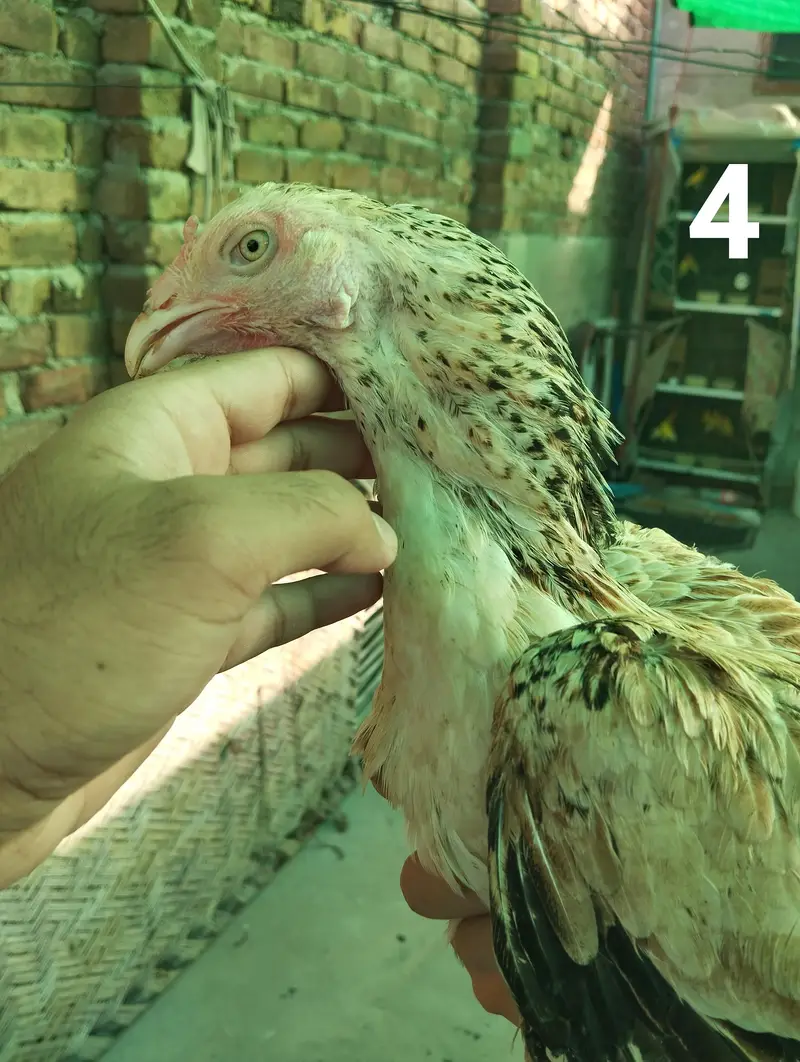 Aseel hens — photo 9
