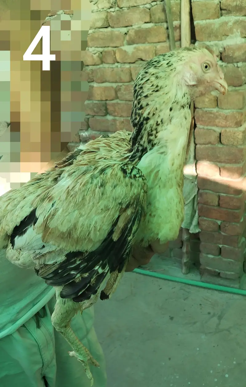 Aseel hens — photo 10