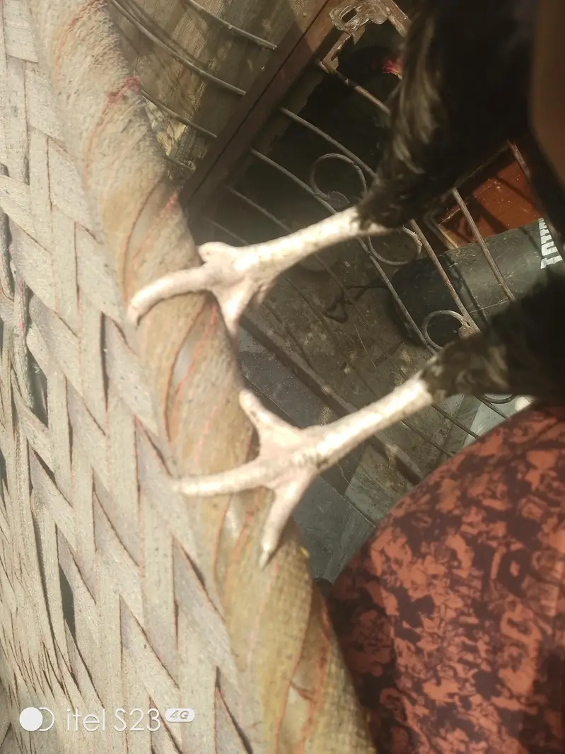Thai croos madiyan — photo 7