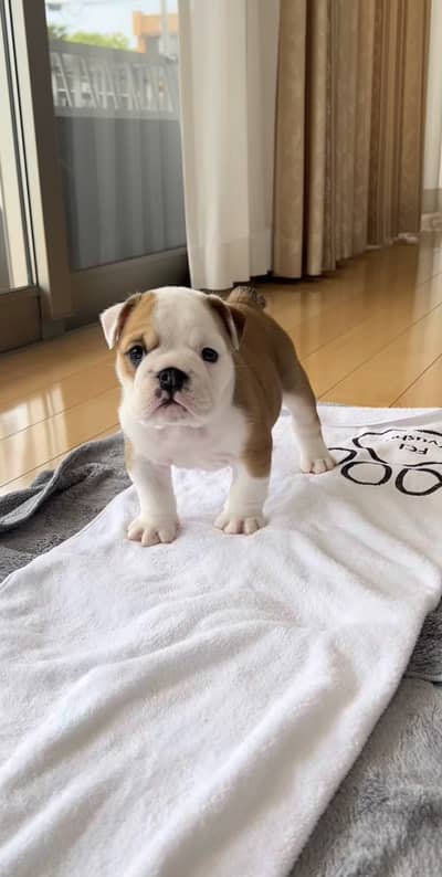 English bulldog imported pedigree puppy available here