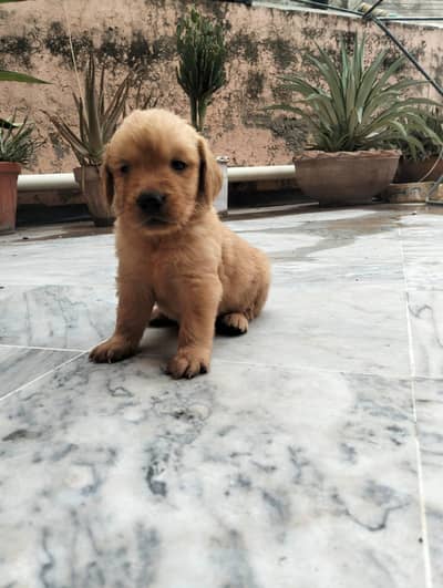 Golden Retriever  female puppies