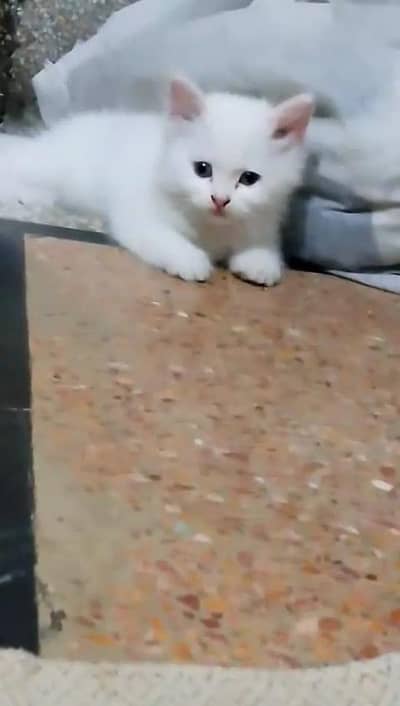 Persian kitten