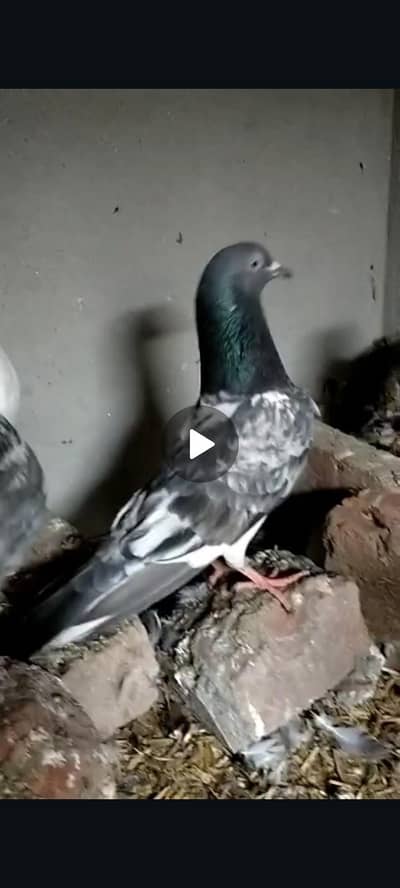 Breeder Pairs Urgent Sale Munasib Price Me