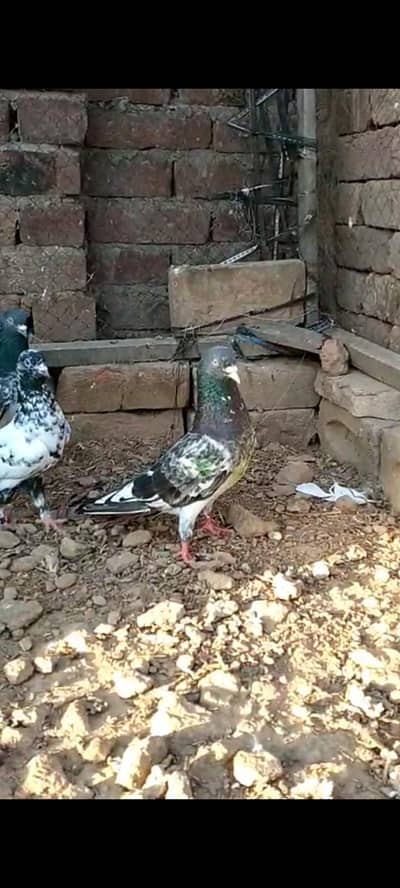 Breeder Pairs Urgent Sale Munasib Price Me