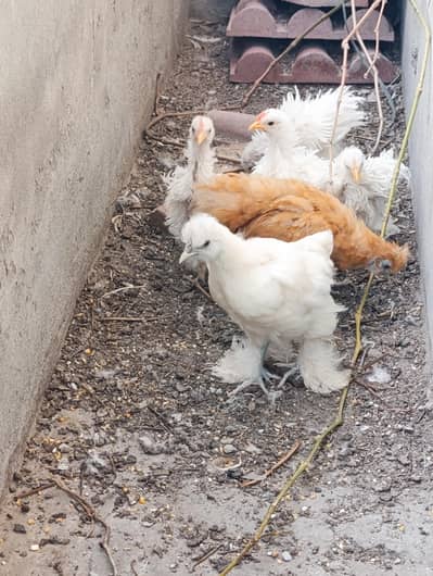 White Bantum Frizzle Chicks Heavy Cochain