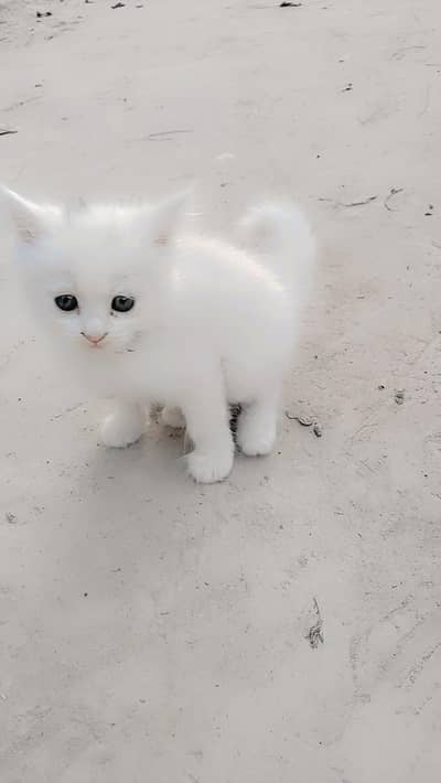  Healthy & Playful Kittens Available for Sale