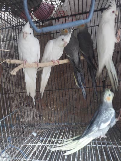 HEALTHY AND PRETTY BIRDS. 03175166577