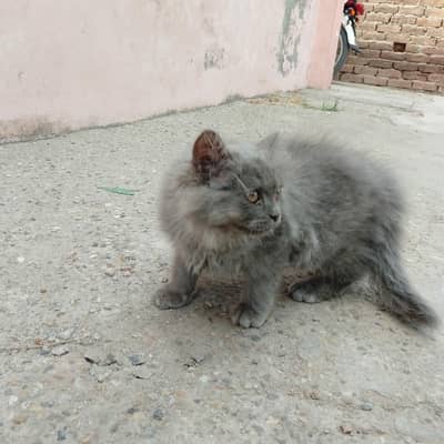 Persian cat