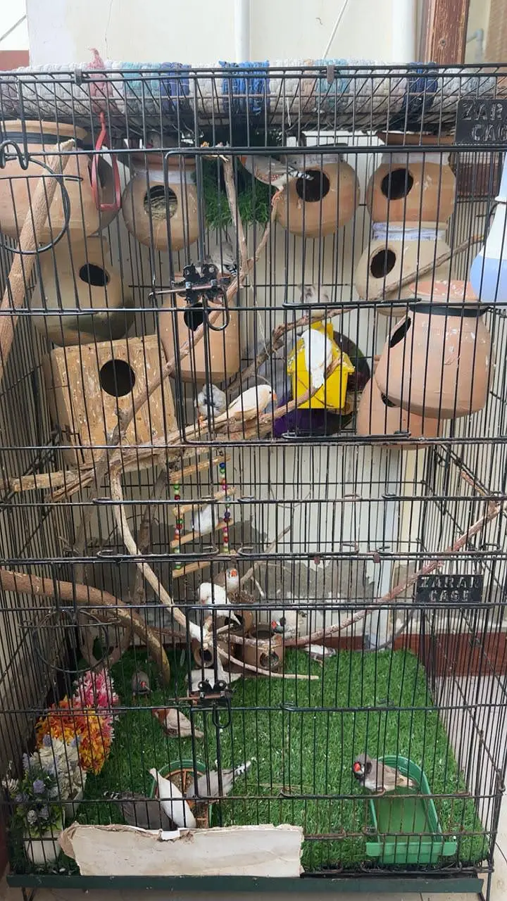 zebra all finch