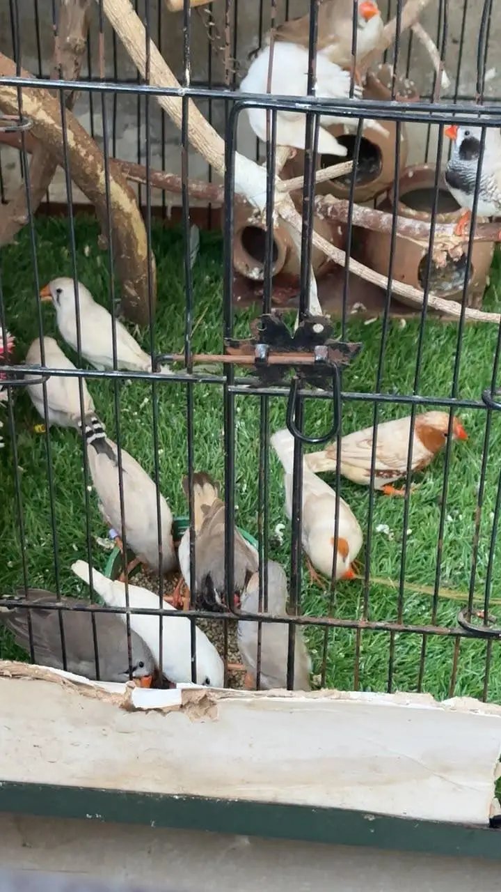 zebra all finch — photo 2