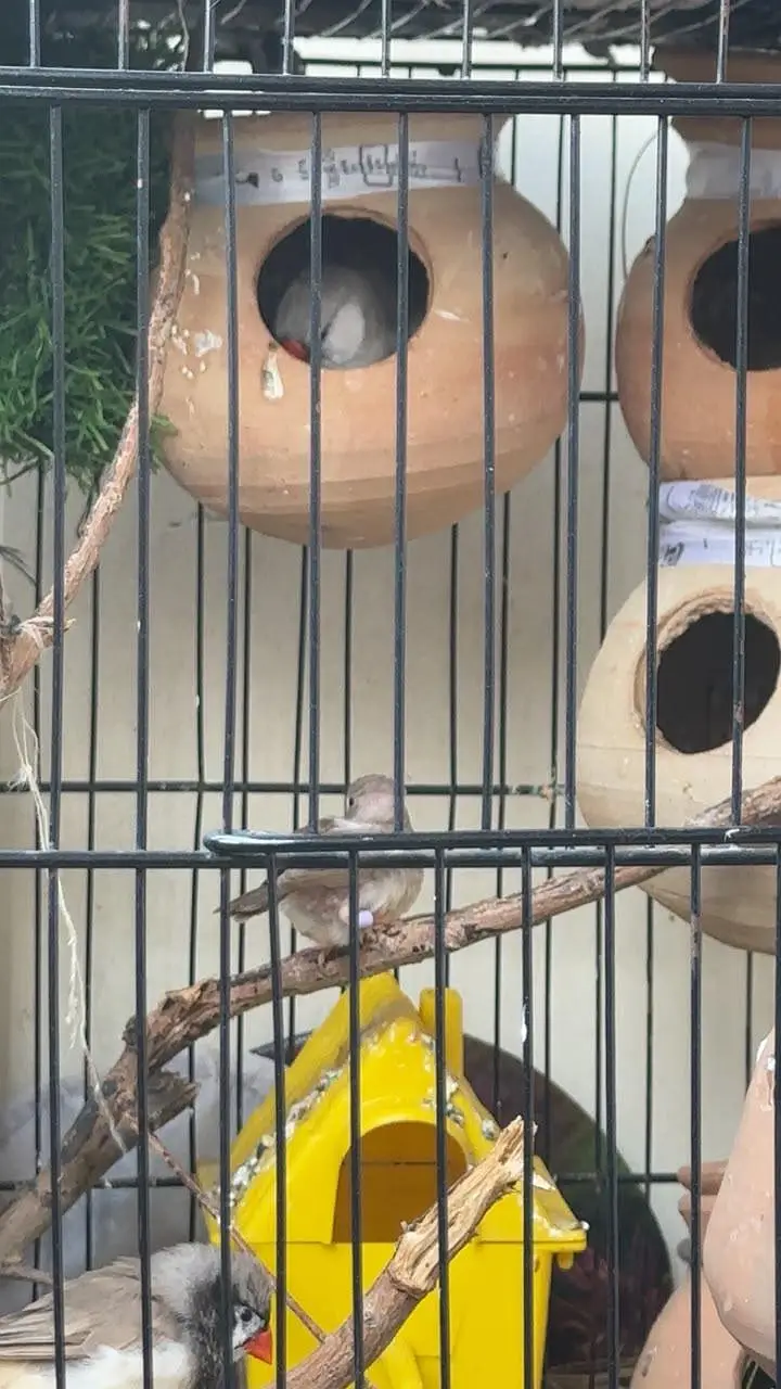 zebra all finch — photo 3