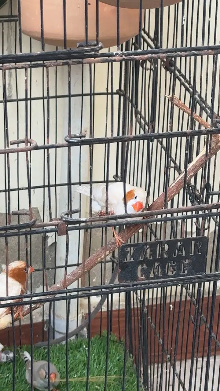 zebra all finch — photo 4
