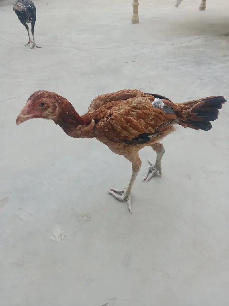 achii nasl hain — photo 2