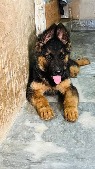 German Shepherd male & female pups available