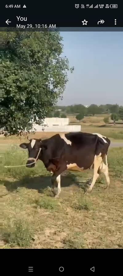 Frezien Cow