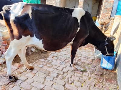 Frezien Cow