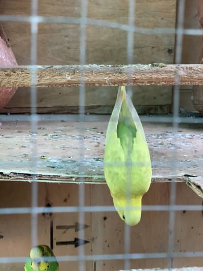 urgent Sale 5 pair total 10 or 1 cage big 2 sided door or 10 kojiya
