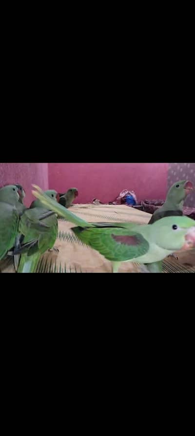  4 Healthy Pairs Available for Sale | High Qu