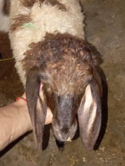 new add larkana cross  dumba i urgent sale