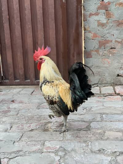 Urjent Sale 1 Male or 3 Female Total 4
