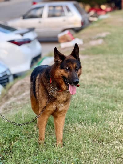 German shepherd family friendly Dog