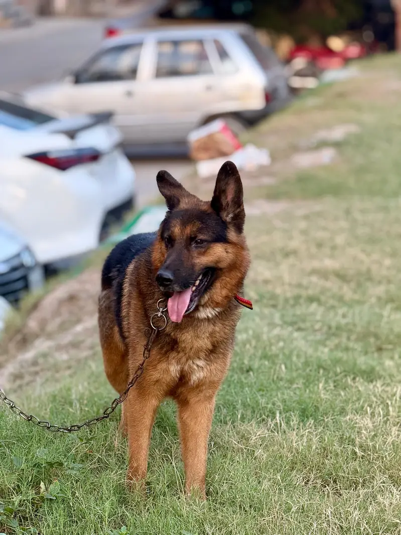 German shepherd family friendly Dog — photo 2