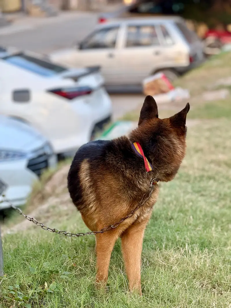 German shepherd family friendly Dog — photo 3