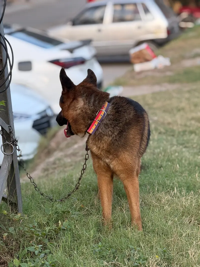 German shepherd family friendly Dog — photo 4