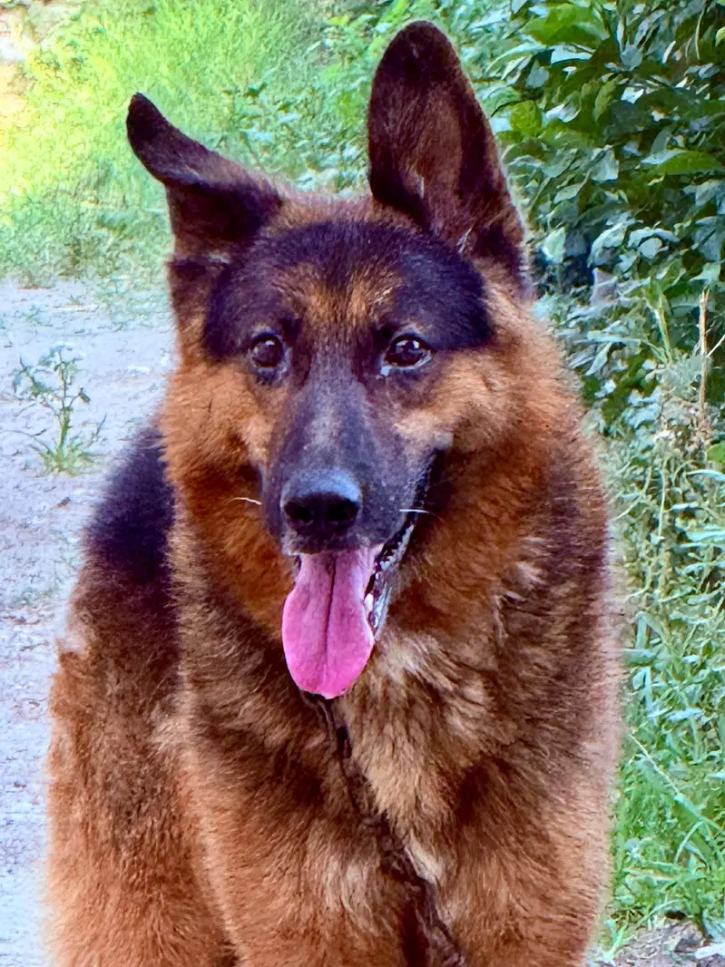 German shepherd family friendly Dog — photo 5