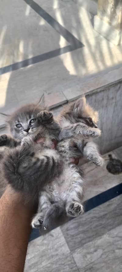 2 female cats