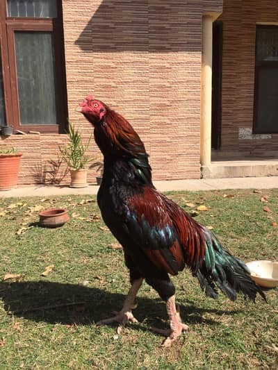 amroha bloodline aseel breeder