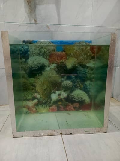 Fish Tank