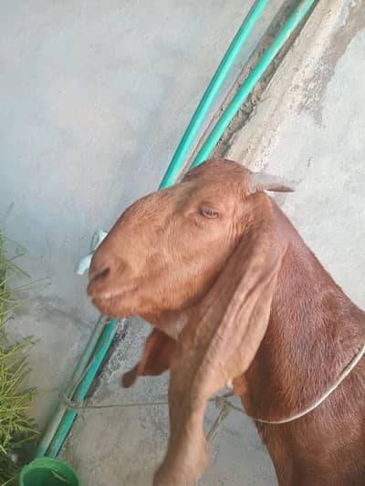 desi bakri brown colour ak mahena phele lagwai thi