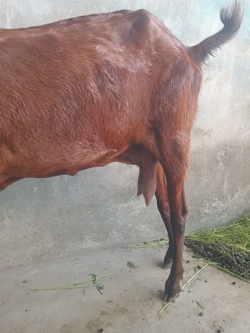 desi bakri hai 2 mahene hogy hai gaban hai — photo 2