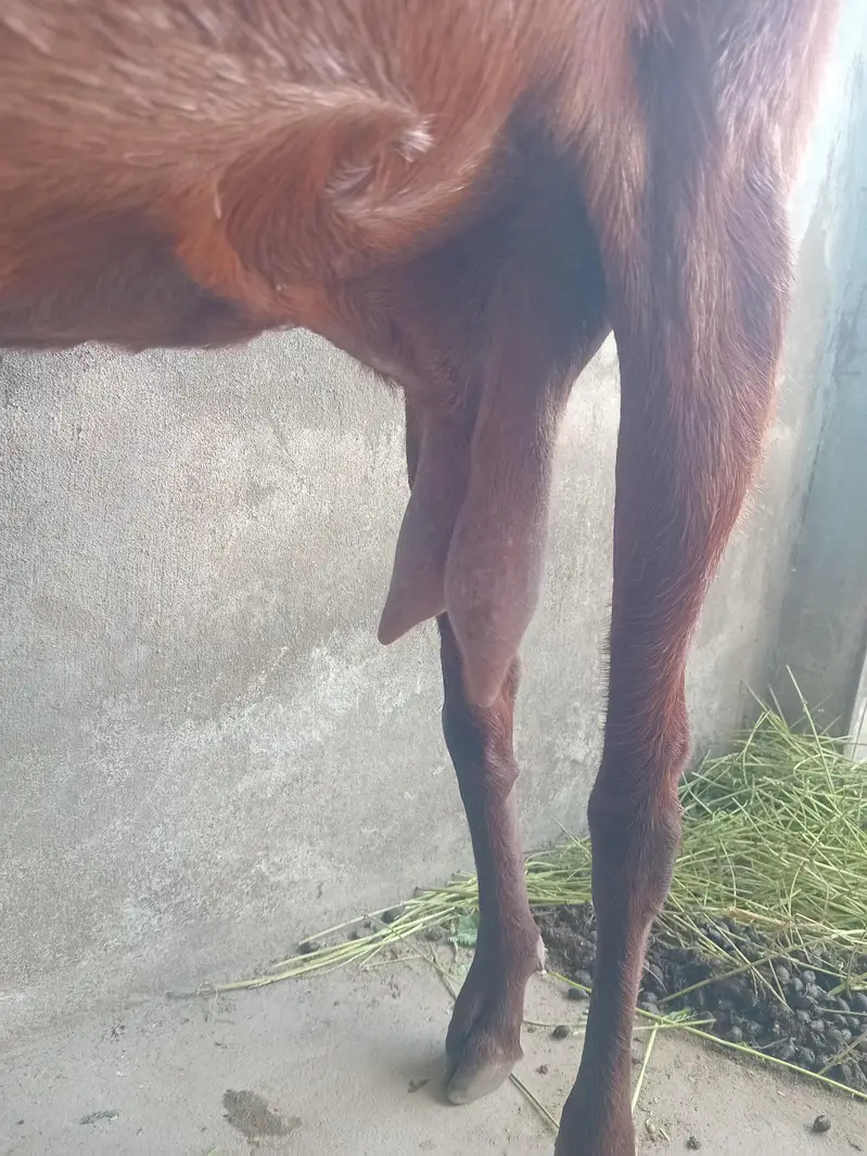 desi bakri hai 2 mahene hogy hai gaban hai — photo 3