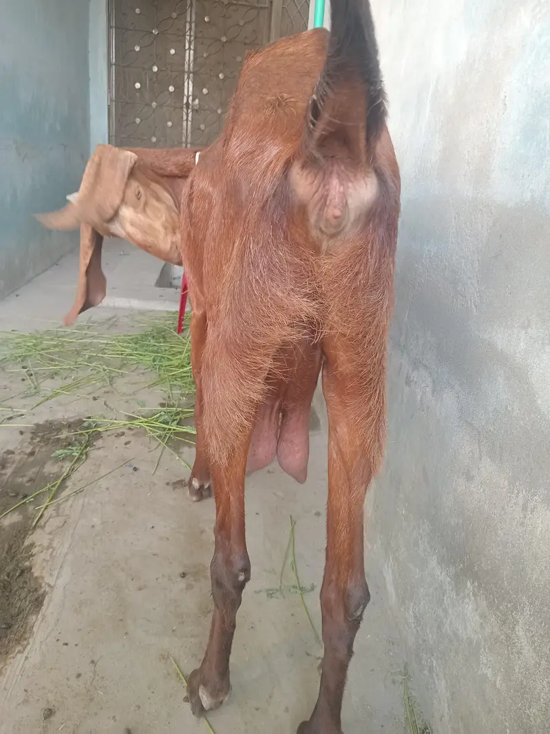 desi bakri hai 2 mahene hogy hai gaban hai — photo 4