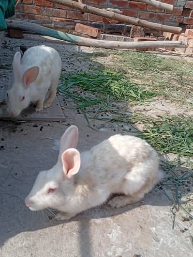 Radha is white colour breeder