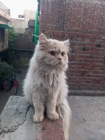 puch faced persian triple coated stud male