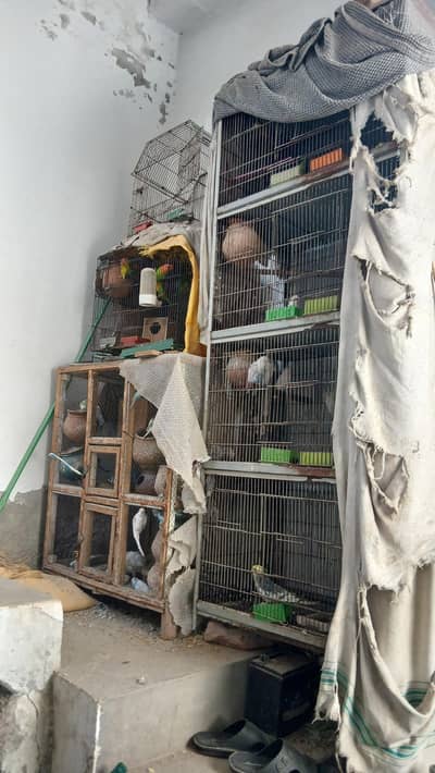 Love Bird and australian all for sale