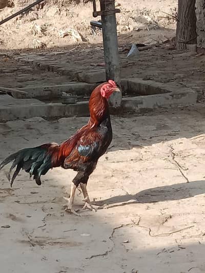aseel mianwali murga laraku