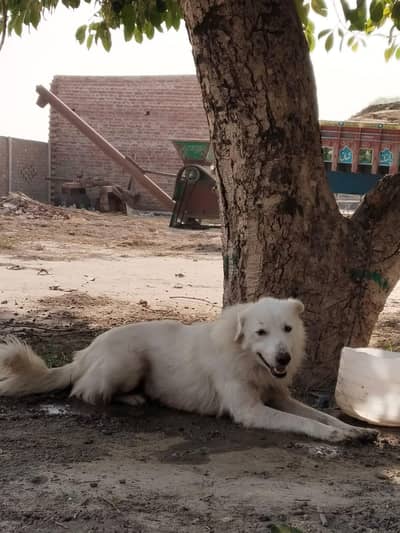 Persian dog
