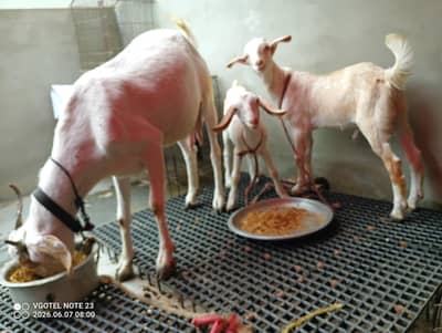 Bakri 2 Bacho K Sth Dobara Cross Karwa Dee H