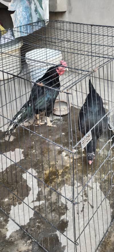 mushka aseel  pair for sale 03007679576
