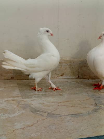 laka kabootar urgent sell