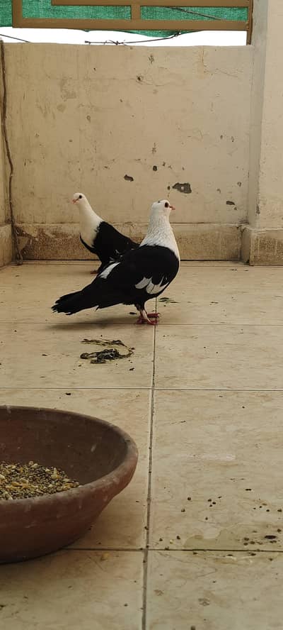 Black Karblai kachpara Breeder Pair